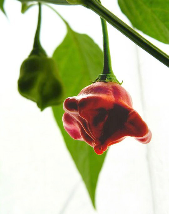 Chilli Pepper, Bishop's Crown